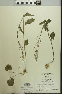 Cardamine bulbosa image