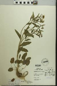 Cardamine bulbosa image