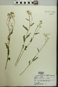 Cardamine bulbosa image