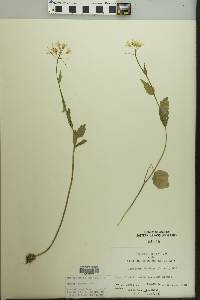 Cardamine bulbosa image