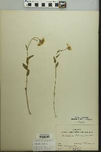 Cardamine bulbosa image