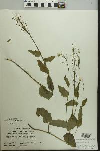 Cardamine bulbosa image