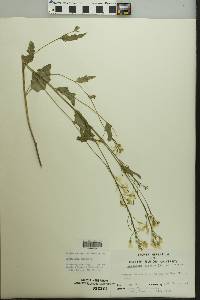 Cardamine bulbosa image