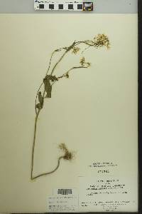 Cardamine bulbosa image