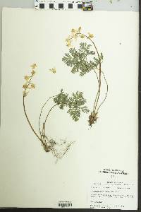 Dicentra cucullaria image