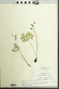 Dicentra cucullaria image