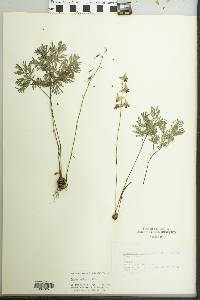 Dicentra cucullaria image