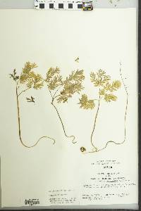 Dicentra cucullaria image