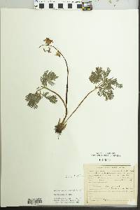 Dicentra cucullaria image