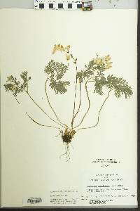 Dicentra cucullaria image