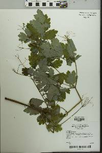 Chelidonium majus image