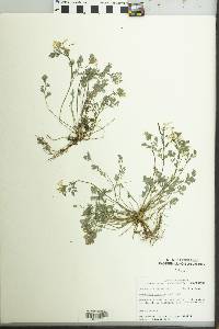 Corydalis flavula image