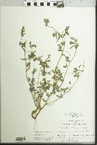 Corydalis flavula image