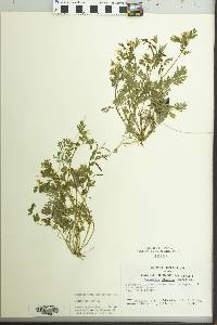 Corydalis flavula image