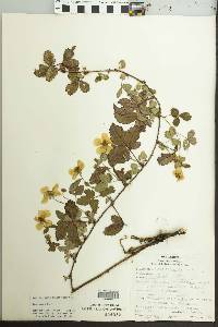 Rubus trivialis image