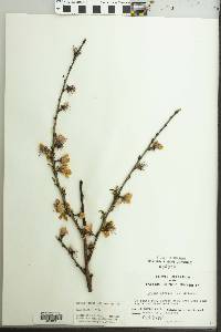 Prunus persica image