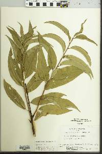 Prunus persica image