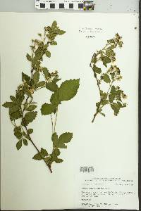 Rubus pensilvanicus image