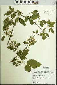 Rubus pensilvanicus image