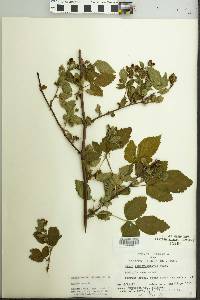 Rubus pensilvanicus image