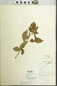 Rubus pensilvanicus image