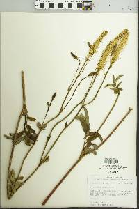 Sanguisorba canadensis image