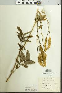 Sanguisorba canadensis image