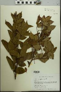 Rubus pensilvanicus image