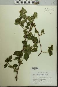 Rubus pensilvanicus image