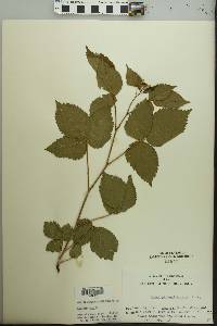 Rubus pensilvanicus image