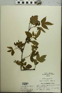 Rubus pensilvanicus image