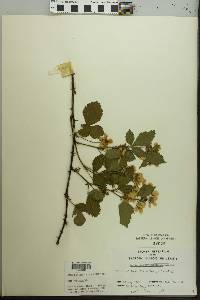 Rubus pensilvanicus image