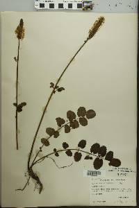 Sanguisorba sitchensis image