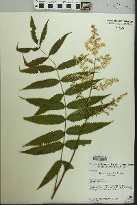 Image of Sorbaria arborea