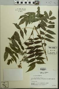 Sorbaria sorbifolia image