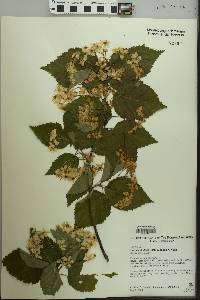 Sorbus alnifolia image