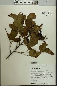 Rubus pensilvanicus image