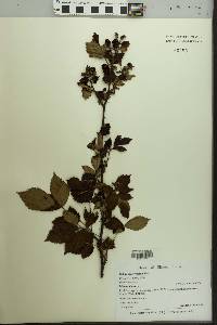 Rubus pensilvanicus image