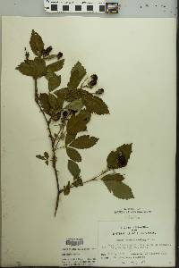 Rubus pensilvanicus image