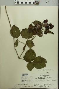 Rubus pensilvanicus image