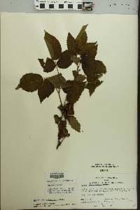 Rubus pensilvanicus image