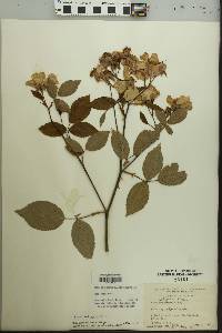 Rosa setigera image