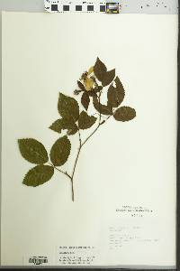 Rosa setigera image