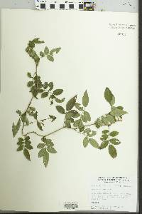 Rosa multiflora image