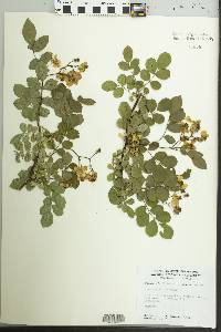 Rosa multiflora image