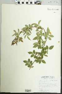 Rosa multiflora image