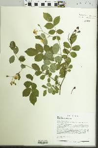 Rosa multiflora image