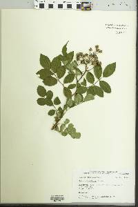 Rosa multiflora image