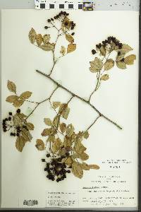 Rosa multiflora image