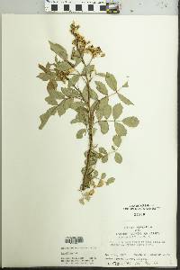 Rosa multiflora image